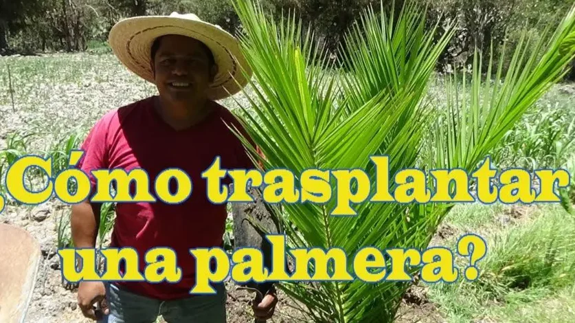 como trasplantar una palmera guia esencial para el cuidado y decoracion