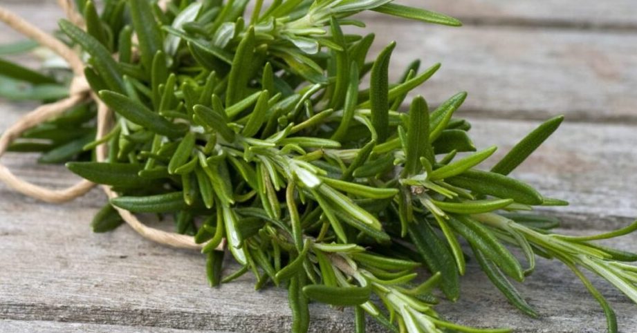 como utilizar el romero un vistazo al romero romero y sus beneficios