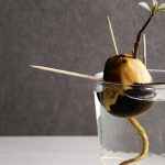 comogerminar hueso aguacateen casa guia practica parahueso aguacate germinar