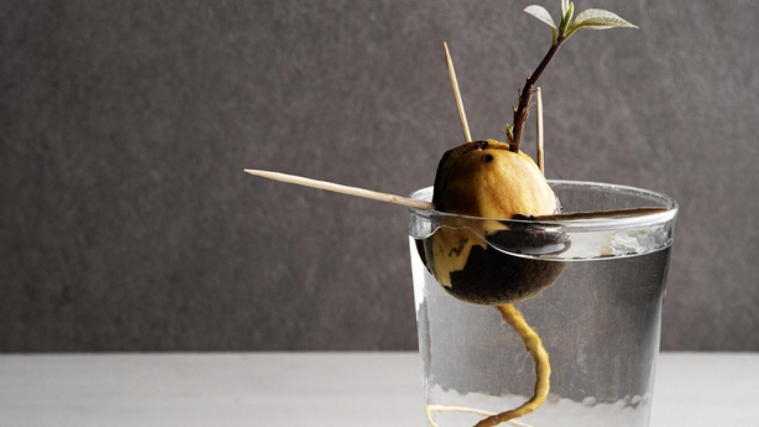 comogerminar hueso aguacateen casa guia practica parahueso aguacate germinar