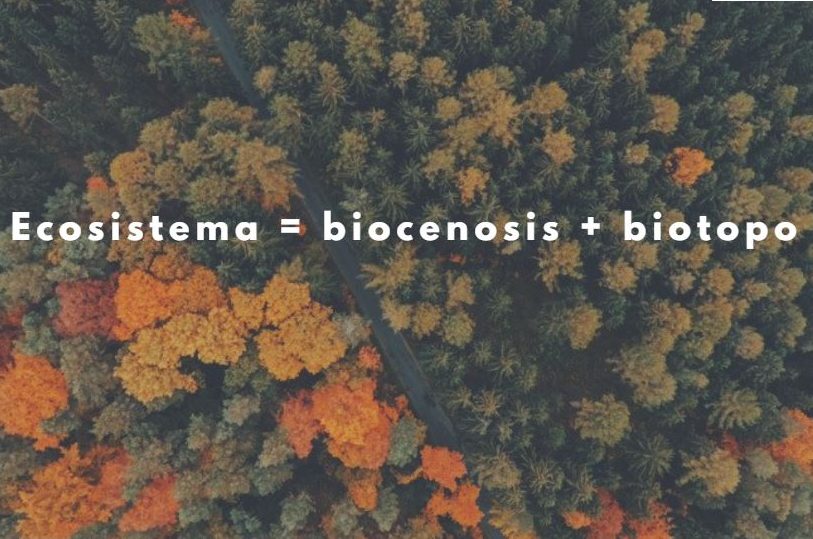 componentes del ecosistema conociendo las partes de un ecosistema