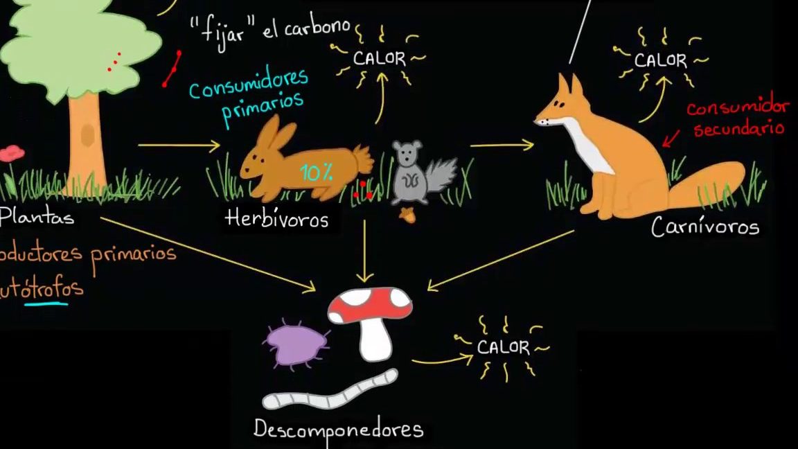 comprendiendo el flujo de energia en los ecosistemas naturales