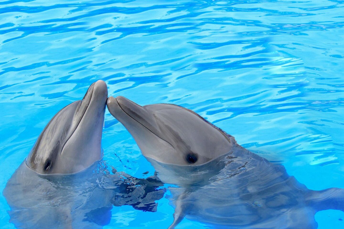 comunicacion de delfines como se comunican los delfines en el oceano