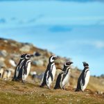 conoce la diversidad de animales de chile una joya natural
