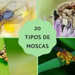 conoce las diferentes especies de moscas tipos de moscas y sus caracteristicas