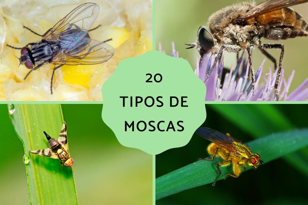 conoce las diferentes especies de moscas tipos de moscas y sus caracteristicas