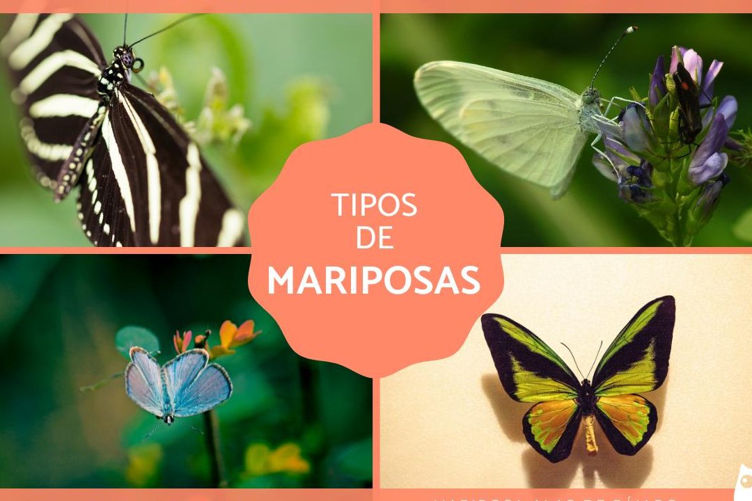 conoce los lepidopteros ejemplos fascinantes insectos que vuelan 1