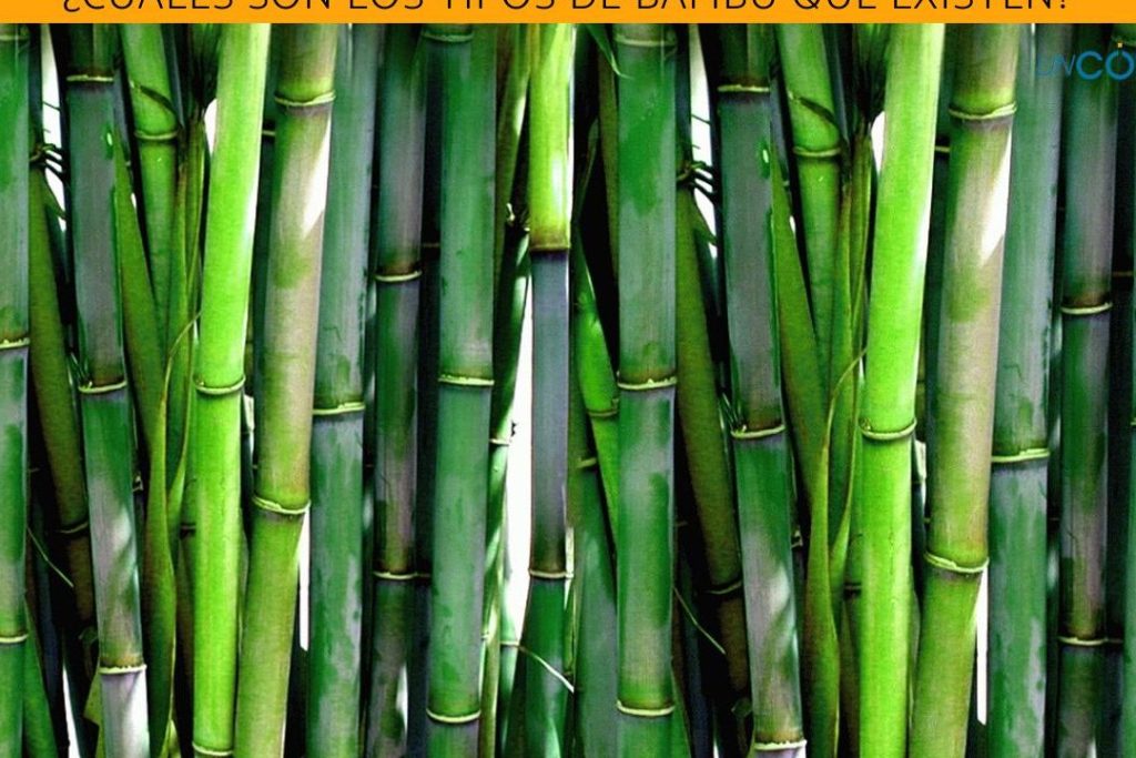 conoce los tipos de bambu clasificaciones cuidados y variedades