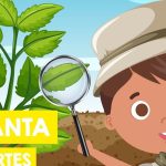 conociendo las partes de la flor funciones y clasificacion