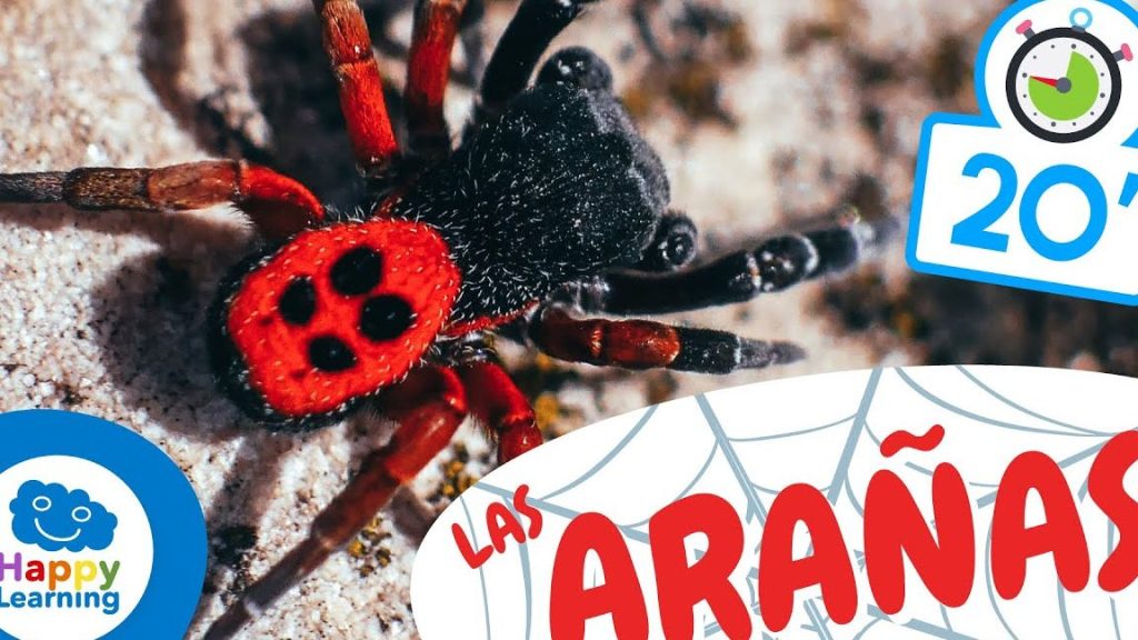 conociendo las partes de una arana para ninos descubre las partes de la arana