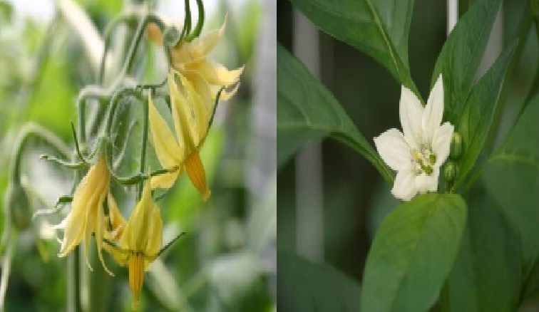 conociendo las plantas sexuales que son y como funcionan