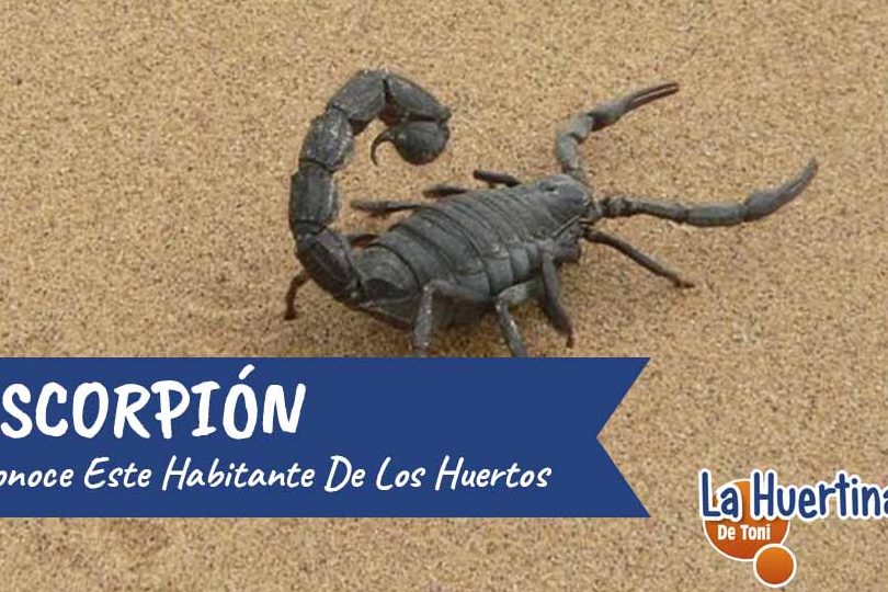 conociendo los diferentes tipos de escorpiones 2000 especies