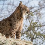 conociendo los distintos tipos de linces un viaje fascinante