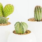 conociendo mas sobre suculentas y cactus diferencias y similitudes