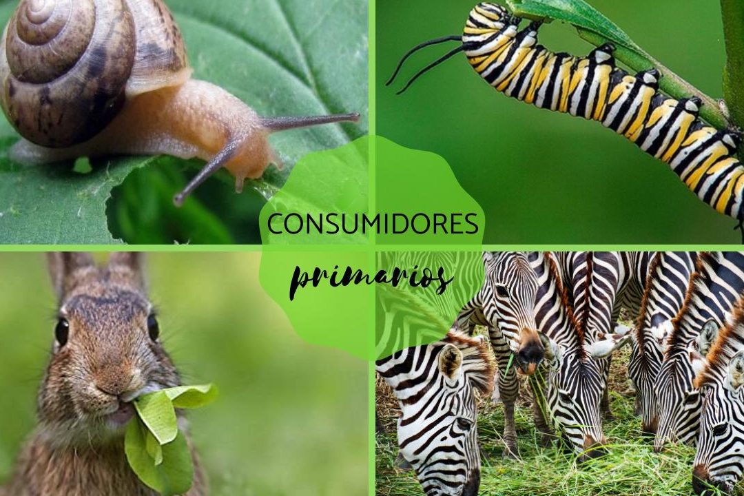 consumidores primarios ejemplos y su importancia en el ecosistema