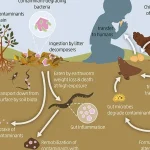 contaminantes biologicos ejemplos comprendiendo el impacto ambiental