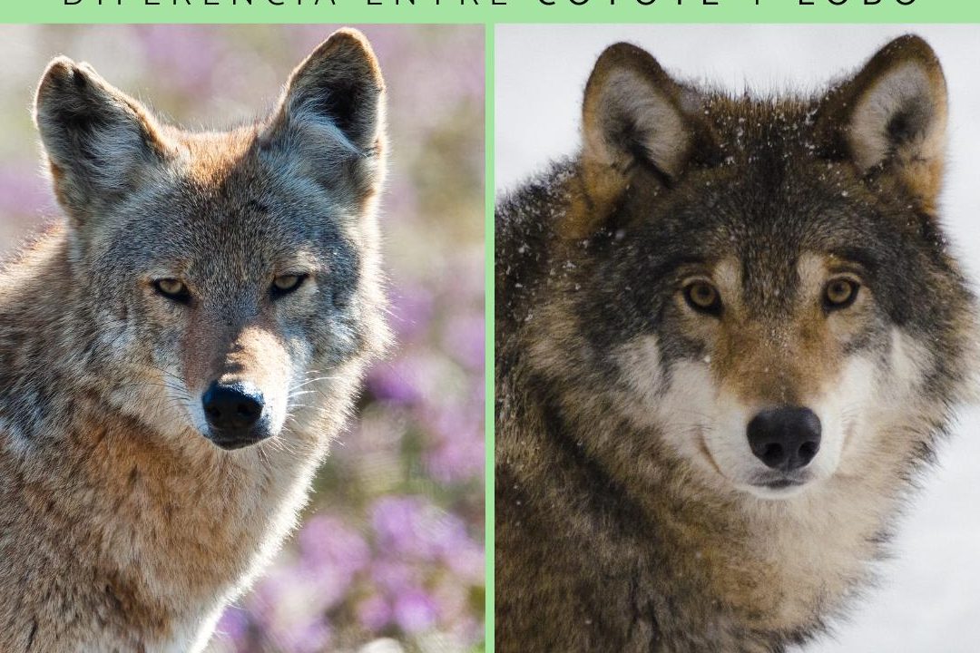 coyote lobo diferencias entre coyote y lobo en la naturaleza