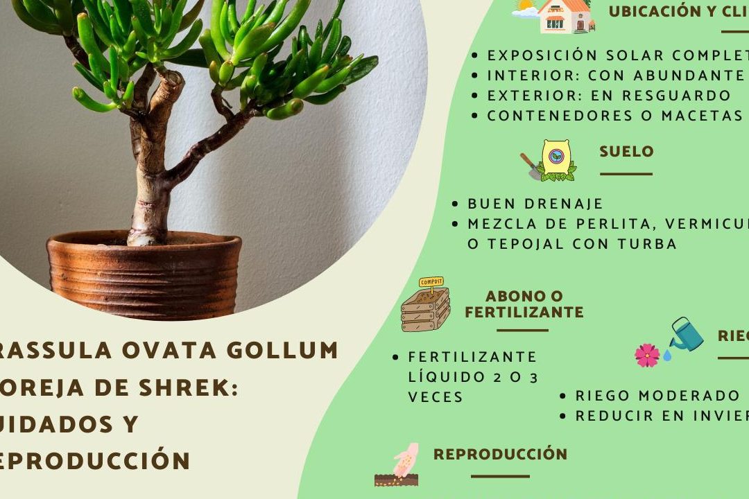 crassula gollum cuidados reproduccion y caracteristicas de la oreja de shrek