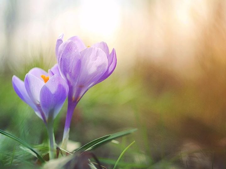 crocus cuidados todo lo que necesitas saber para su cultivo