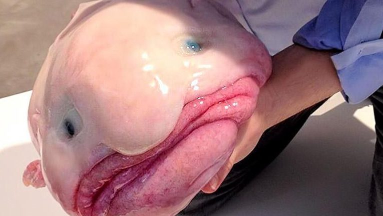 cual es el animal mas raro y feo conoce al pez narigudo