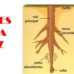 cual es la funcion de las raices partes de la raiz y mas