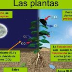 cuando respiran las plantas respiracion de las plantas dia y noche
