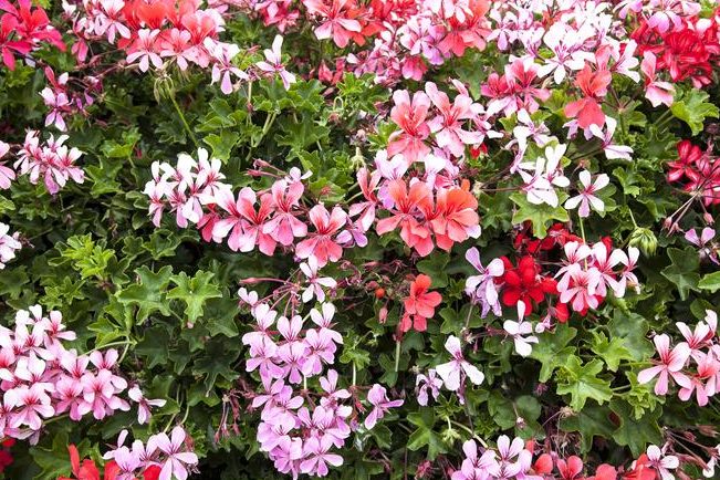 cuando se podan los geranios y gitanillas cuidado de gitanillas plantas en balcones