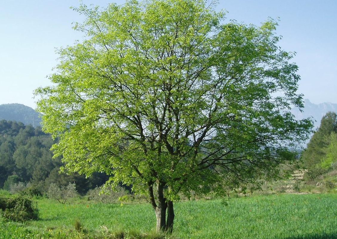 cuanto tarda en crecer un almez caracteristicas y crecimiento del arbol