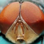 cuantos ojos tiene una mosca explorando los ojos de una mosca