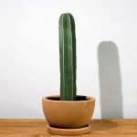 cuidado de cactus como manejar el hongo en cactus y mas