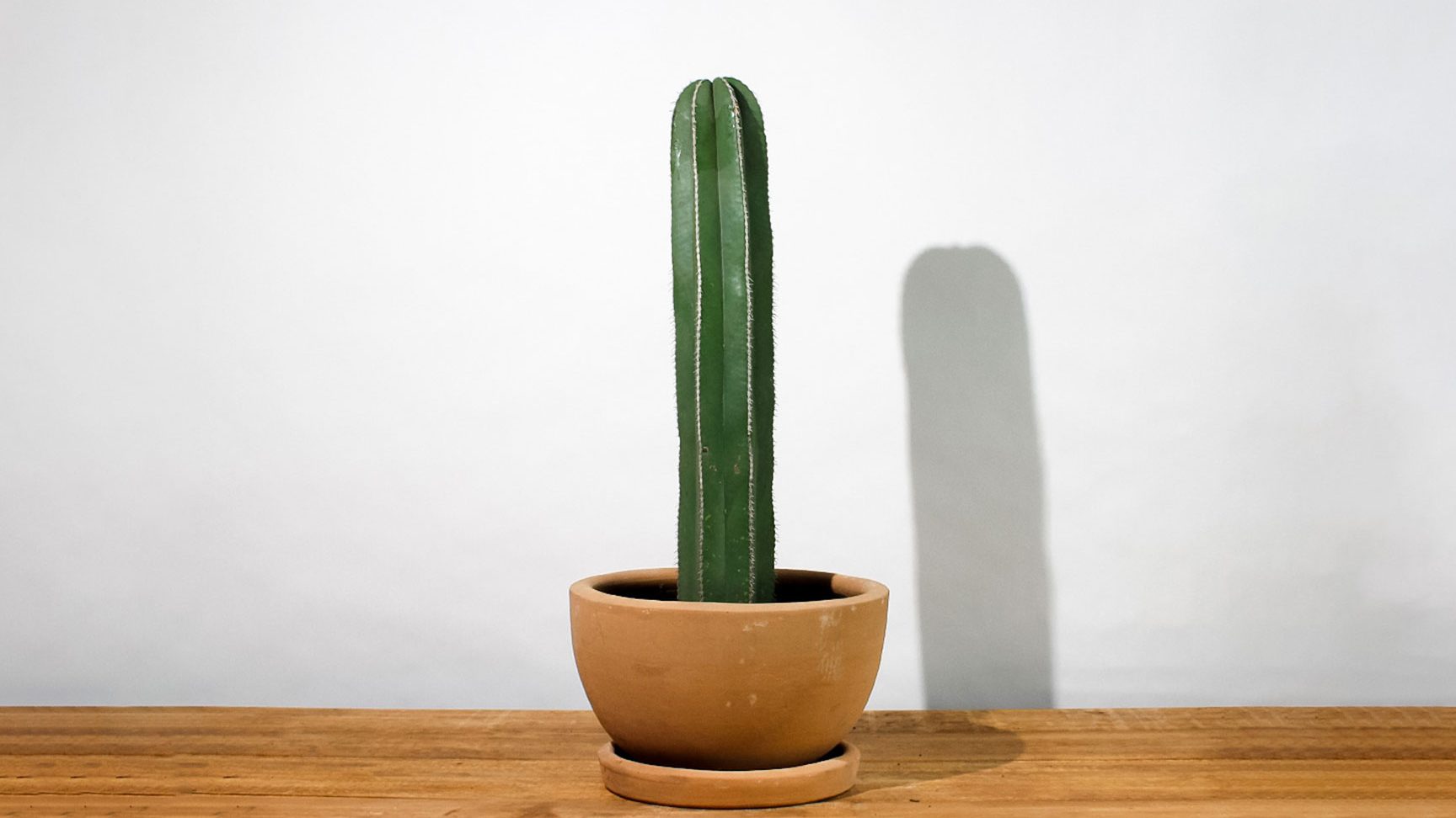 cuidado de cactus como manejar el hongo en cactus y mas