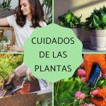 cuidado de las plantas como cuidar la planta adecuadamente