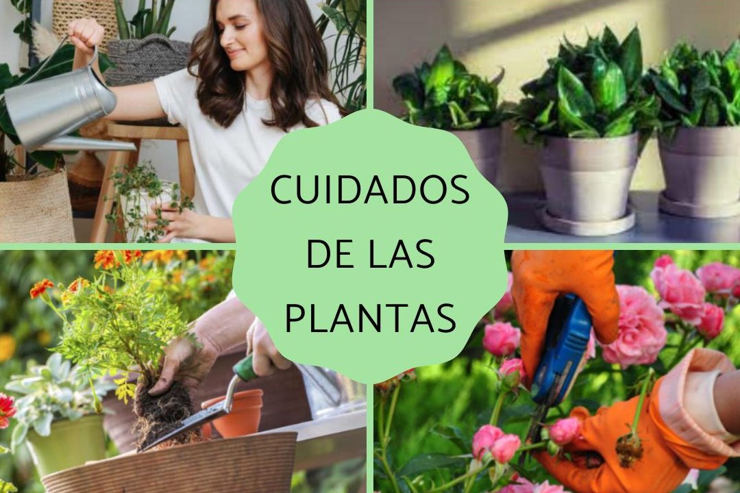 cuidado de las plantas como cuidar la planta adecuadamente