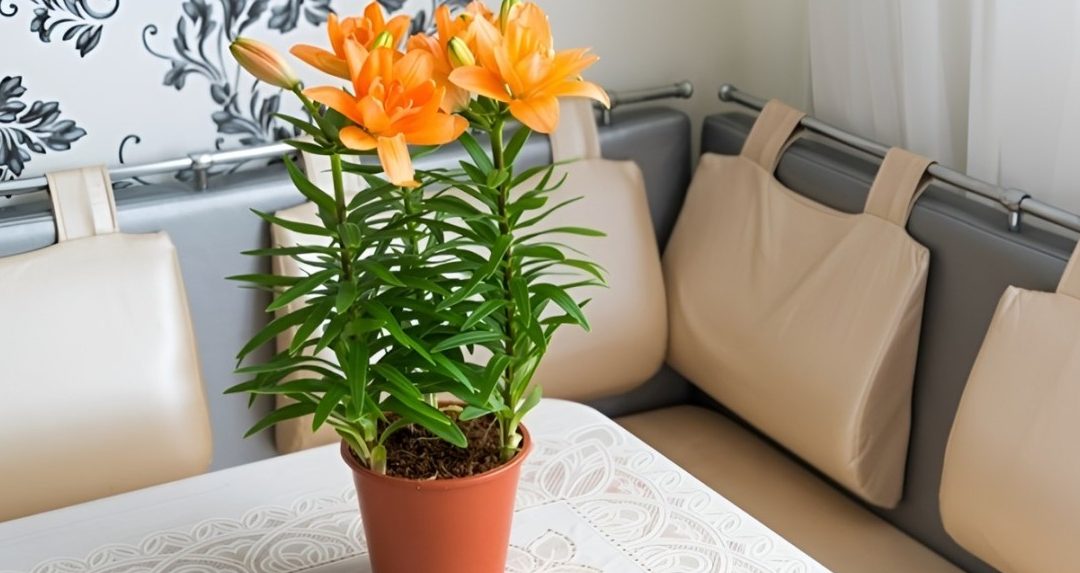 cuidado de lirios como cuidar lirios en maceta y mas