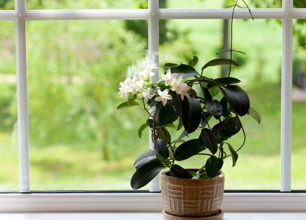 cuidado del jazmin en maceta todo lo que necesitas saber para el jazminero en maceta