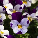 cuidado y cultivo del pensament flor guia de pensamiento cuidados