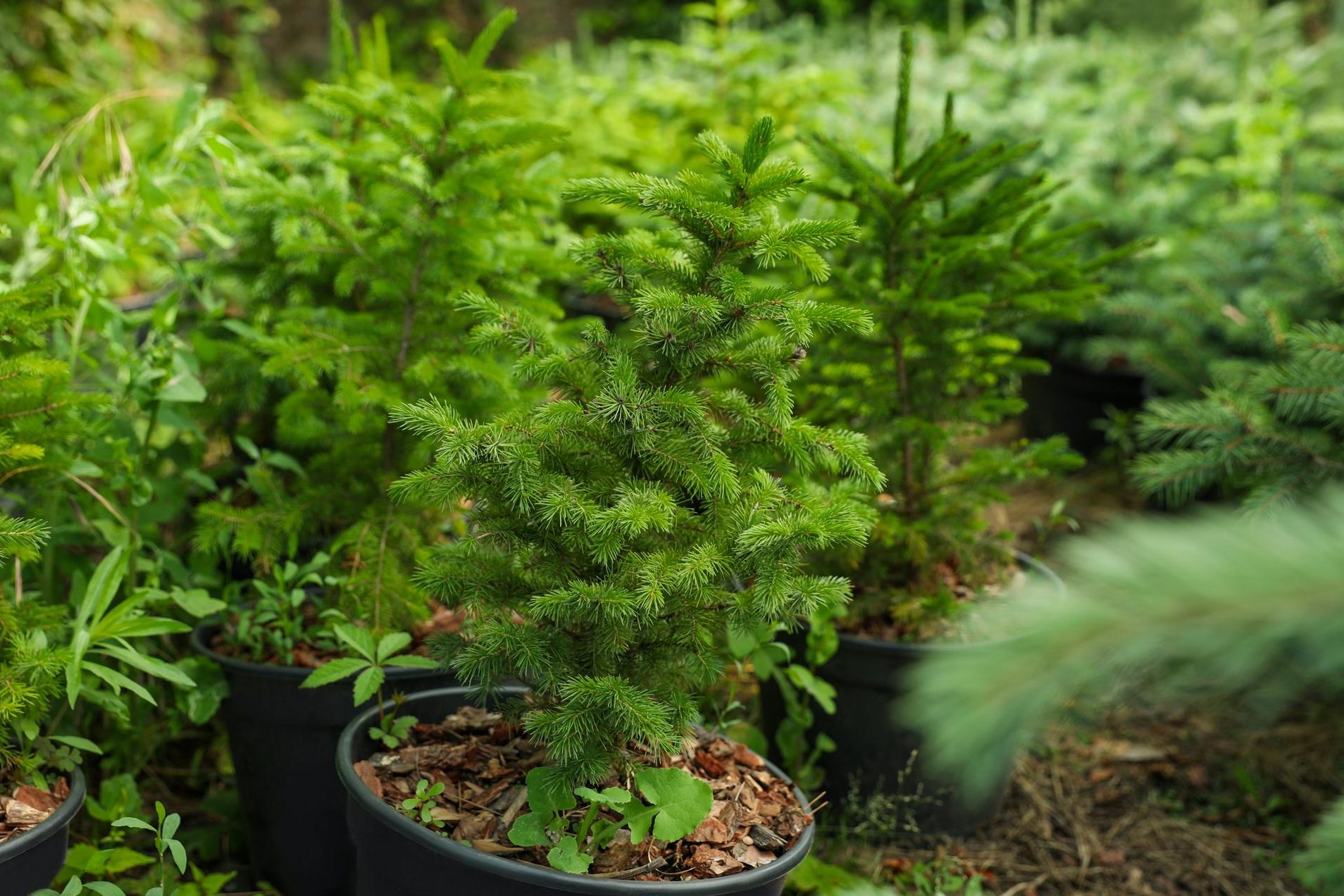 cuidados abeto guia practica para abetos pequenos en maceta