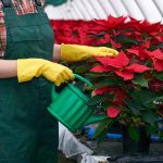 cuidados de la flor de pascua cada cuanto se riega la planta de navidad