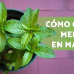 cuidados de la menta planta de menta cuidados y cultivo en maceta