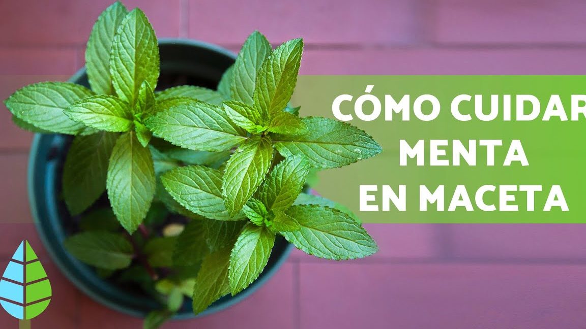 cuidados de la menta planta de menta cuidados y cultivo en maceta