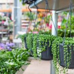 cuidados de la planta del rosario la hermosa planta de bolitas verdes
