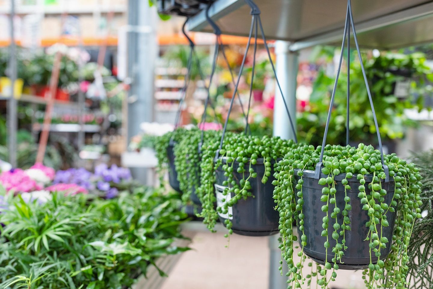 cuidados de la planta del rosario la hermosa planta de bolitas verdes