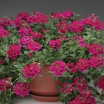 cuidados de la verbena en maceta flores planta y mas