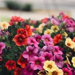 cuidados de las petunias como cuidar petunias y disfrutar su belleza