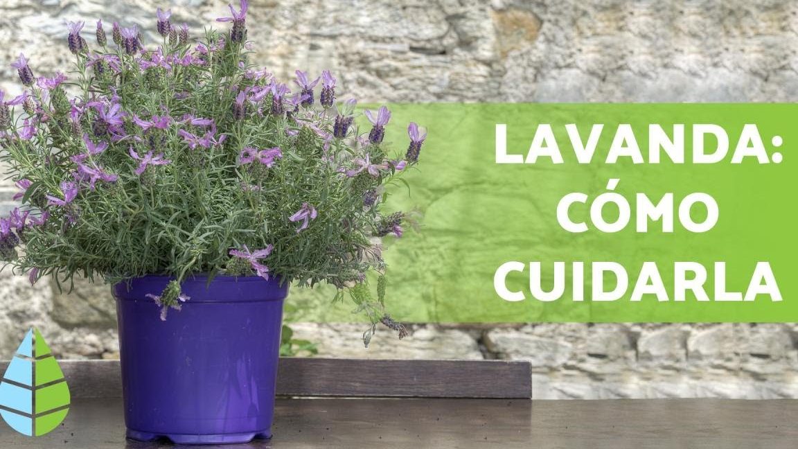 cuidados de lavanda en maceta cultivar lavanda en maceta grande