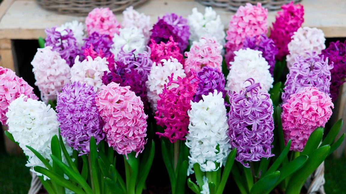 cuidados de los jacintos todo sobre hyacinthus y su cultivo y cuidado