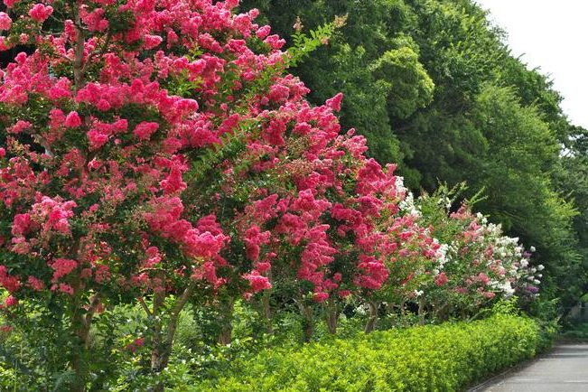 cuidados del arbol de jupiter consejos para su cultivo ideal