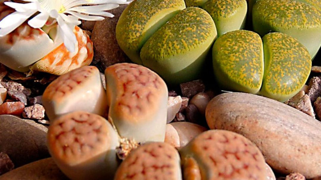 cuidados del cactus lithops conoce el fascinante lithops cactus