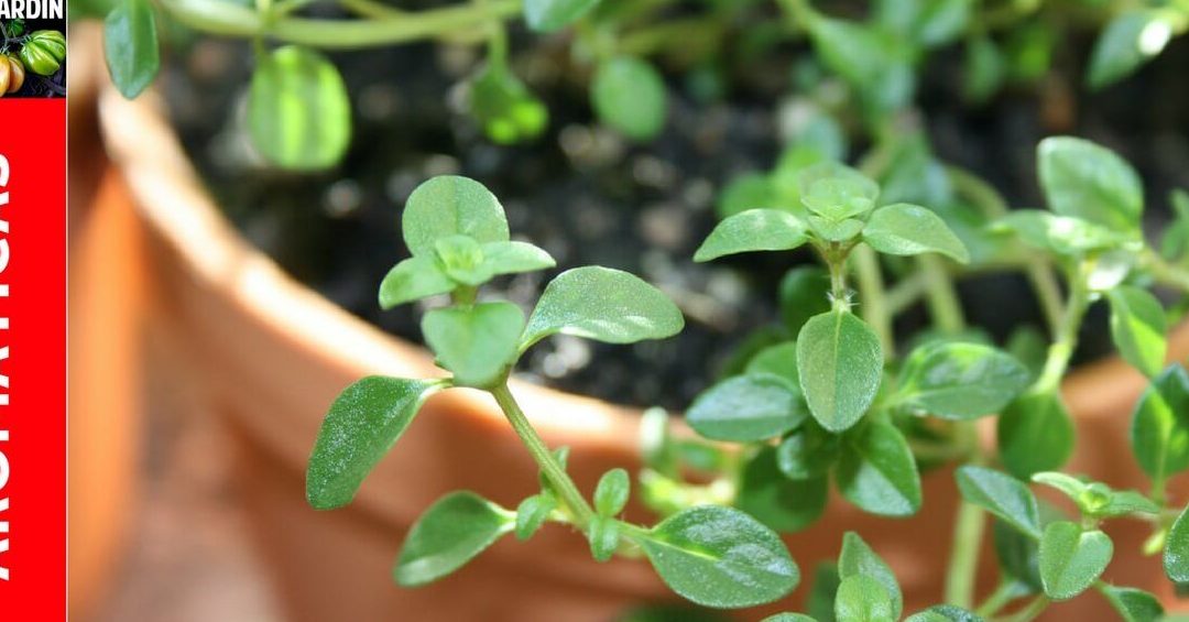 cuidados del tomillo guia completa sobre tomillo cuidados