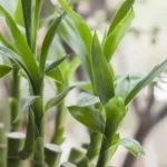 cuidados esenciales para el bambu en maceta exterior lo que necesitas saber